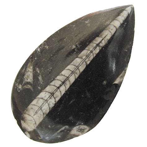 orthoceras fossil fake